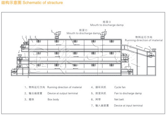 Dehydrated vegetable belt drying process